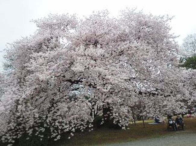 桜が満開の４月１日、新宿御苑に行きました。<br /><br />途中から雨が降って、雨にけぶる桜をみてきました。