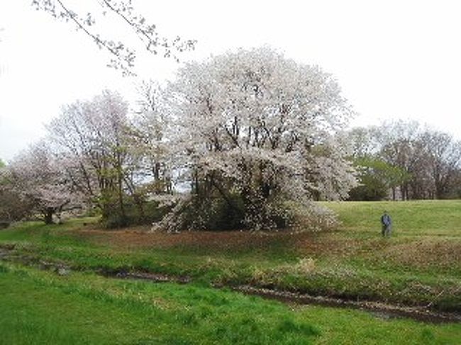 野川の桜、小金井公園の桜、たてもの博物館をみてきました。