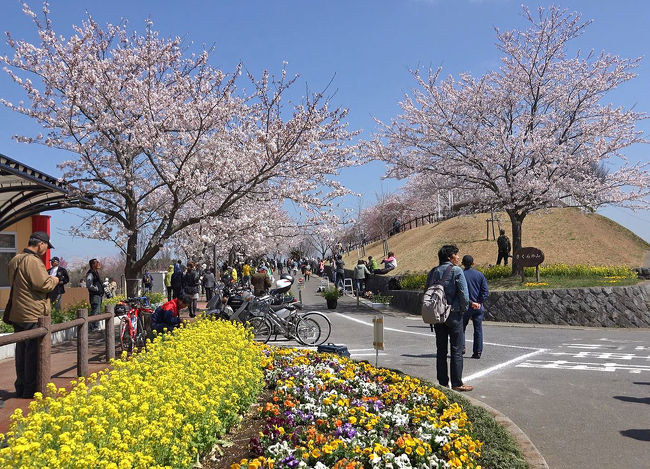 ようやく寒い冬が終わり春が来ました。<br />成田、印西、佐倉とドライブし桜や花々を<br />愛でてきました。<br /><br />