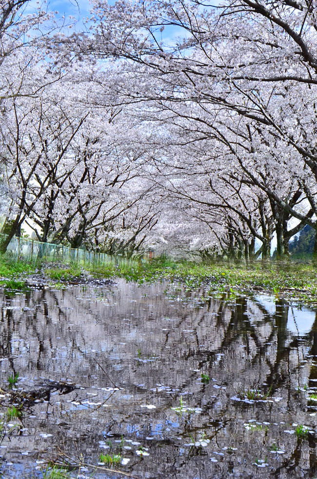 春休みのポカポカ日和・孫と満開の桜を追って！