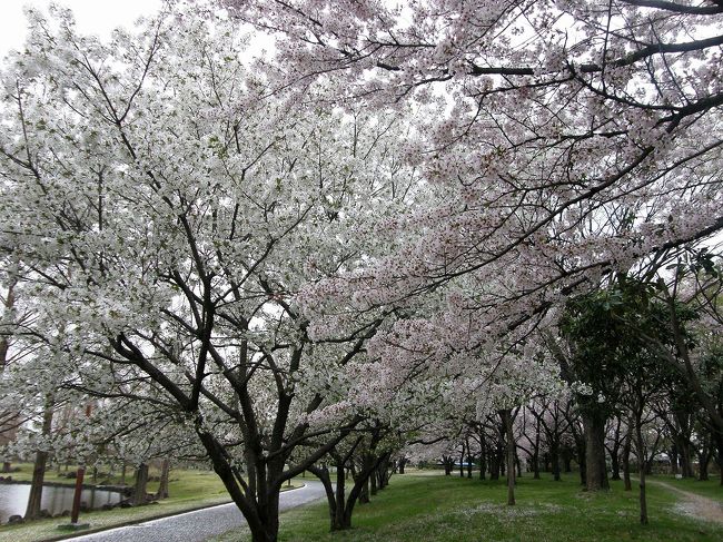 今年も桜の季節がやってきました。<br />我家では毎年早朝ウォーキングをしながらお花見をするのが恒例となっていて、今年も今日から桜を追って市内各地を歩きます。<br /><br />早朝ウォーキングで桜を愛でながら市内各地を巡る・・・<br />①平成国際大学から鷲宮神社の桜<br />②久喜市上清久さくら通り他の桜<br />③久喜パークタウン内の青毛堀川畔の桜<br />④ヨーカ堂久喜店周辺のしだれ桜から愛宕神社まで<br />⑤愛宕神社周辺の桜<br />⑥吉羽公園のしだれ桜と千勝神社の桜<br />⑦青葉・青毛堀川畔の桜<br />⑧青葉から野久喜遊園の桜<br />⑨久喜パークタウンの青毛堀川畔の桜<br />⑩香取公園の野鳥と桜<br />⑪帰路で見つけた気になる春の足音<br />⑫加須市川口の桜並木を訪ねます<br />⑬久喜・菖蒲公園の桜・・前篇<br />⑭久喜・菖蒲公園の桜・・後篇<br />⑮加須市花崎公園の桜・・前篇<br />⑯加須市花崎公園の桜・・後篇