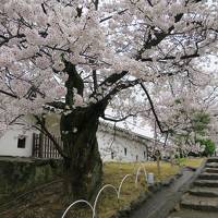 桜満開、小雨の姫路城を往く　後編