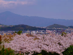 京都の春ー４　桜と大河内山荘