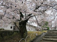 桜満開、小雨の姫路城を往く　後編