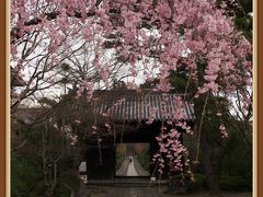 近所の桜はどうかな・・・？　★春の北山五山★