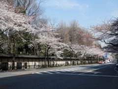 久しぶりです！東京の桜！