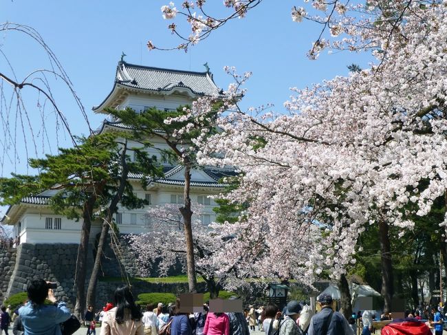 桜が咲き始めたとたんに<br />お天気が不安定に。<br />「今日は晴れていそうだね。」<br />「どっか行くか」<br />「なら　お花見に」<br /><br />午前中所用で小田原に行く予定だったので<br />その足で小田原城に桜を見に行ってみました。<br /><br />「小学校の遠足で行ったよね」<br />「小さな遊園地があったよね」<br />「ゾウさんもいたよね。クマとかいたよね」<br />遠い昔の記憶をたどってみたり。<br /><br />満開の桜と慣れ親しんだ小田原城の新しい姿を楽しんできました。