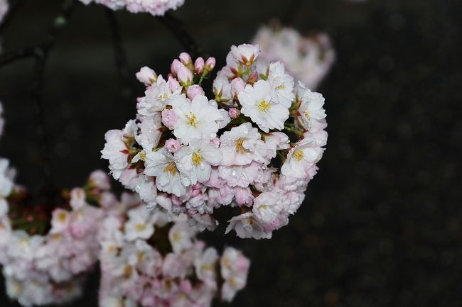 今日も雨模様ですが、少しは、関西のサクラを見に出かけなくては終わってしまいます。<br />ちょうど、京都御所が一般公開中です。期間は短くて、4月3日（金）から4月7日（火）までの5日間だけです。<br />雨で少しは人出も少ないだろうと出かけました。<br /><br />京都御所と京都府庁旧本館と京都御苑周辺をテクテク！傘をさしたりささなかったり、でもさしていた時間のほうが長かったですね。<br /><br />それから帰り道に背割堤に寄ってきました。<br /><br />ノンビリと旅行記をアップしています。