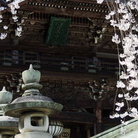 奈良県長谷寺の桜満開