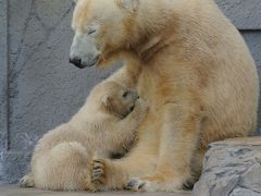 シロクマ赤ちゃんデビュー