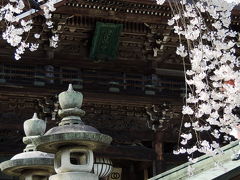 奈良県長谷寺の桜満開