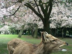 2015桜だより【3】ちょっぴり奈良公園と、ピンクの絨毯の高田千本桜