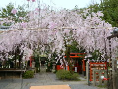 雨の止む日は京都の桜！2015年