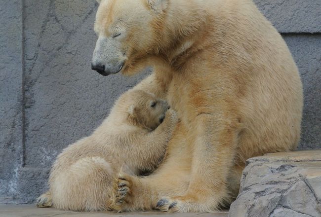 札幌円山動物園です。<br />テレビのニュースで、早く行かないとすぐに大きくなっちゃいますよ、と煽るように言ってました。<br />午後のスケジュールがキャンセルになりました。<br />すぐに行きました。