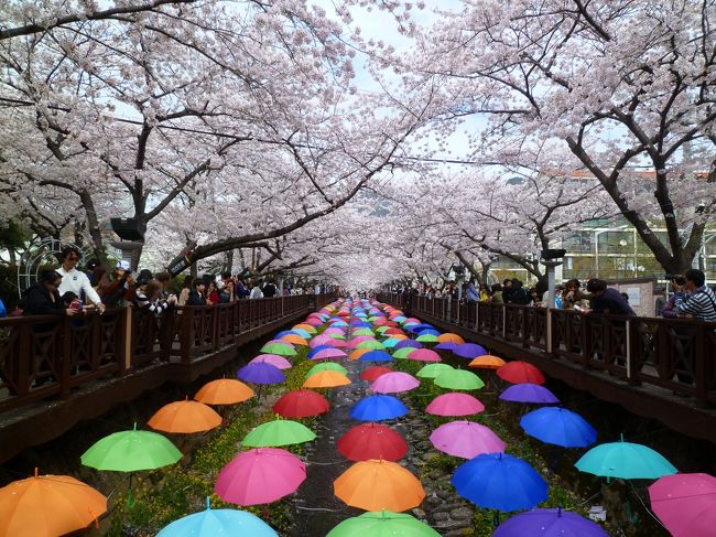 春のプサン&#10084;ドキドキ一人旅 2日目 ～鎮海で桜・サクラ・さくら三昧！～