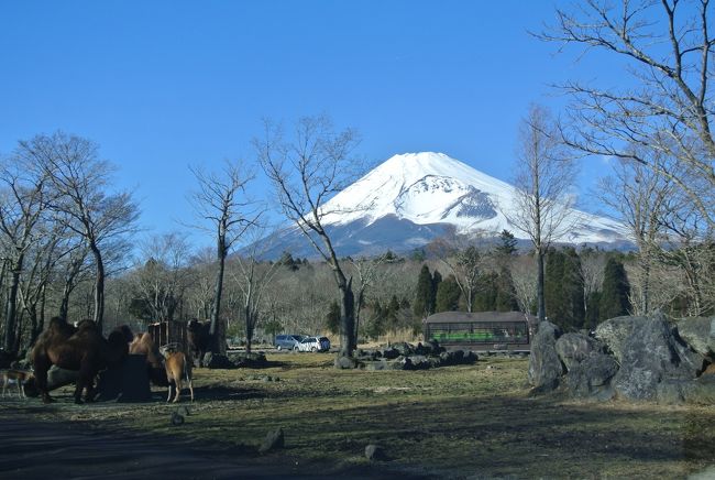 年末年始の連休を利用し、冬の富士サファリパークに！<br />きれいな富士山も期待し！<br /><br />年末のサファリパークは空いてますしねらい目なんでしょうか。<br /><br />ストレスなく過ごせました。