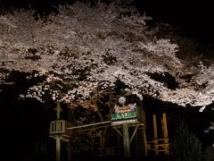 2015年　☆桜の名所、清水公園で夜桜☆