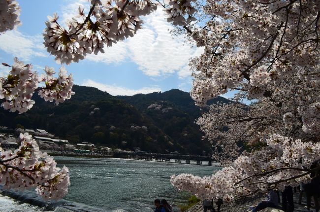 2015年も嵐山に桜を見に行きました。<br />4/2(木)は週間天気で唯一晴れということもあり、すごい人が！！！外国人もとても多かったです。<br /><br />今回は車です。駐車場は意外とあります。だいたい1000円ぐらいです。