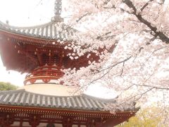 桜の季節に訪れる２度目の川越・喜多院～曇天の花見撮影散策は寺社の建築物と共に