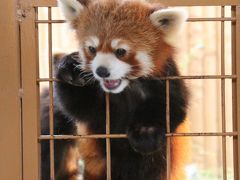 あこがれの那須どうぶつ王国は雨と霧の初訪問（３）レッサーパンダ特集！～あこがれのエサやり体験：展示担当の与一くんと那々ちゃんは絶賛換毛期！＆飼育員さんの好意で見られたジジくんとダイズちゃん