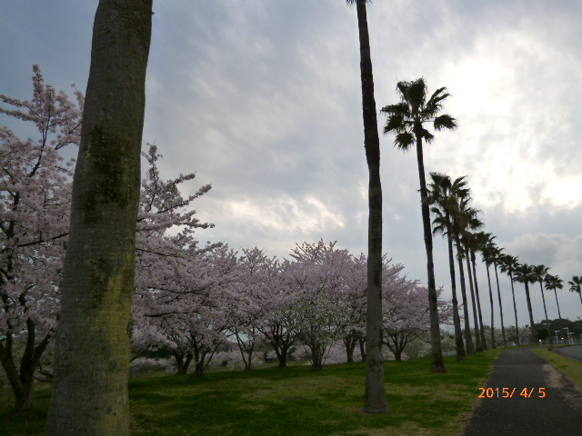 ☆お彼岸から少し遅れた四月初旬、昨年他界した母の法事の為に帰省した大分での事！<br /><br />空港からレンタカーにて３０分位で到着した”スパ＆リゾートホテルソラージュ”のエントランスには、ヤシの木の間にまだ満開の桜が見え隠れしていた。関東地方の満開日に九州でも桜がいっぱいで嬉しい！けれど、空には次第に雲が。。。<br /><br />名前の割に、保養所っぽいこのホテルは、地元民に愛される社交場でもあるらしく、以前より食事が断然良くなったとの評判で有名！<br /><br />折角の帰郷の際に、グルメも味わいたいし、懐かしい景色も愛でてみたい！<br /><br />我が母校【中学、高校】の先輩が学長を務める立命館アジア太平洋大学には、是が非でも行ってみなければ！と勝手な夢が膨らみ、何だか初恋の人に会いに帰ったような気分の高揚が！　<br /><br />その一部を旅の体験記として表現してみよう。。。<br /><br />☆令和五年。。。大分碩田中学―舞鶴高校の『是永駿』先輩が亡くなった～<br />　　　　　　　　新聞報道で知る位はっきりと足跡を残し，その稀な才能を<br />　　　　　　　　アジア太平洋大学学長として発揮し続けたロマンスグレイ　　　<br />　　　　　　　　の魅力的な姿をTVインタヴューの中で発見した時の感激?<br /><br />☆こんな人に私もなりたかったんだ～