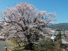 長野県飯田の桜巡りの旅