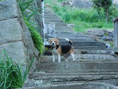 ワンちゃんが案内する高見島の石垣集落（香川）