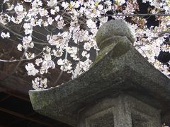 桜満開の笠寺観音漂流