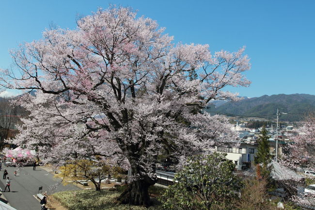 春の遅い信州では桜の花が咲くのが待ち遠しくて。そんな中で飯田は長野県では一番先にお花見ができる場所。全国的にはあまり有名じゃないけど長野県民には人気の場所だ。一本桜あり、桜並木有り、夜桜も楽しめる。歩いてはいけないけど車で３０分も走ると元善光寺や舞台桜もある。<br />そんなこんなで、飯田桜巡りの旅は日帰りと一泊旅行となったのでした。<br /><br />１．春を満喫する<br />２．夜桜楽しんで飲み歩き<br />３．運動不足気味の今日この頃しっかり歩きたい<br />そして、きっと新しい発見を楽しもう♪<br /><br />まずは駐車場なんだけど、歩くにはベストは市役所に近い動物園の駐車場だと思う。飯田の桜は結構わかりやすい場所に有る。市内を南北に走る「並木通り」リンゴの並木が植わっているので並木通りなんだけど、ここを大宮神社まで約２キロくらいかな往復すると一日が終わる、楽しい桜巡りだ。１日目は日帰り。数日後泊りでの夜桜見物となったのだった。<br /><br />記録（時間はアバウト）:<br />１１時３０分　飯田インターから飯田市内駐車場へ<br />１２時００分　いざ、桜巡りへ出発<br />１２時３０分　飯田美術博物館の桜「安富桜」　<br />１３時１５分　昼食　　<br />１４時３０分　並木通りの桜並木<br />１４時４５分　検察庁の桜<br />１４時５０分　専照寺のしだれ桜<br />１５時００分　正永寺のしだれ桜<br />１５時１０分　黄梅院の紅しだれ桜<br />１５時２０分　菱田春草記念公園<br />１５時３０分　CURRYYA JONNY No8飲み屋さんかと思うカレー屋さん<br />１７時頃　　　帰路に着く<br />------------------------------------(２日目)------------<br />１８時３０分　ホテル着　夜桜を楽しむ<br />２３時００分　夜桜から飲み屋さんとCURRYYA JONNYさん　<br />------------------------------------(３日目)------------<br />残念、雨と、御開帳道混雑にもあり安富桜だけで帰宅。<br /><br />長野県下伊那の飯田は古い城下町で小京都といわれる。市内は勿論、ちょっと郊外にも素晴らしい１本桜が点在している。今回行きたかった、飯田市座光寺の「麻績の里の舞台桜」近くの古墳の上に「石塚桜」「くよとのしだれ桜」や「阿弥陀寺のしだれ桜」「増泉寺の天蓋桜」「長野県飯田市の旧山本中学校杵原校舎のしだれ桜」はまた次回だなぁ・・・　と言うより来年だな。