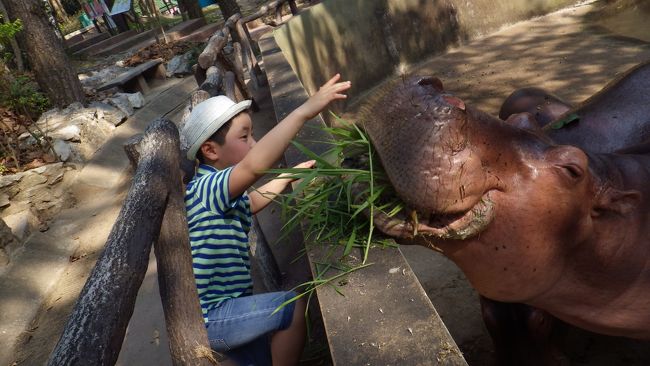 父ちゃんと息子の男旅 ④ - 2　チェンマイ動物園