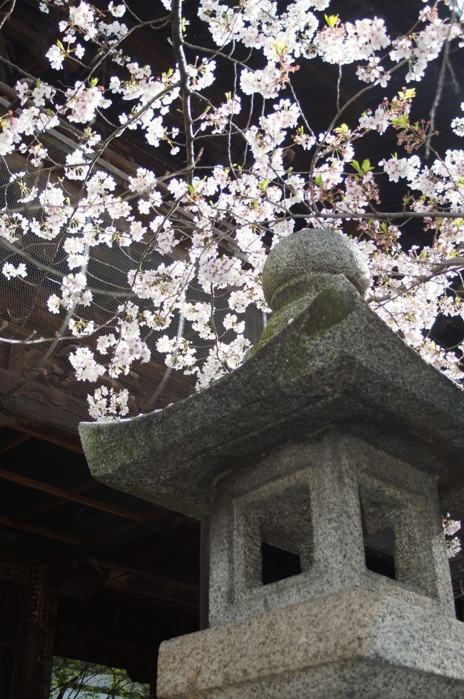 地元では桜だ酒だと各種イベントがめじろ押し。<br />有り難い事にお声掛けも多数頂戴しており戻る事にした。<br />京都桜見物もやり残し感があったものの天候が優れず諦めた次第。<br />ところがどうした事か天気予報は外れ朝から晴れ渡っているではないか。<br /><br />イベントに出かける前に独り笠寺観音の桜鑑賞に立ち寄る。<br />ここさえ観られればわざわざ遠方へ往く必要もない。<br />人も酒も無くただ静寂な時が流れ心洗われる。<br />満開の時期に訪れるのは何年ぶりだろう。<br />これも全て今回の必然と云うものか。<br />幸運に感謝し寺を後にした。<br /><br />・・次の目的地は酒蔵。<br />・・・・どうなることやら。<br /><br />酒と桜。<br />いやはや辛いものがある。<br /><br /><br /><br />