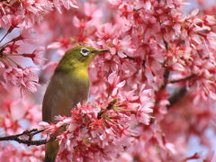 メジロちゃんを求めて　鶴見緑地のほほん記　オカメ桜と陽光桜が綺麗でした（作成中