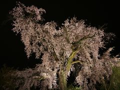 京都 桜ぶらぶら【2015年4月】