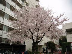 常盤平で遅めの桜＆お部屋探し