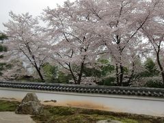 2015 桜の京都5日間・2日目・天神川沿いの桜並木、陽明文庫、妙光寺