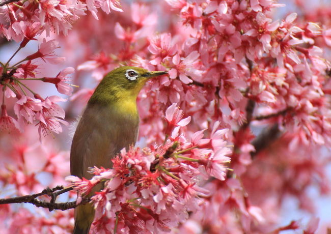 ３月。ソメイヨシノはまだ固い蕾のこの時期に一足先に春を満喫できる場所があります。毎年恒例の訪問地、鶴見緑地です♪オカメザクラと陽光桜（ヨウコウザクラ）が満開でした。でもshimahukurouの目的はメジロちゃんです♪春だけメジロハンター。