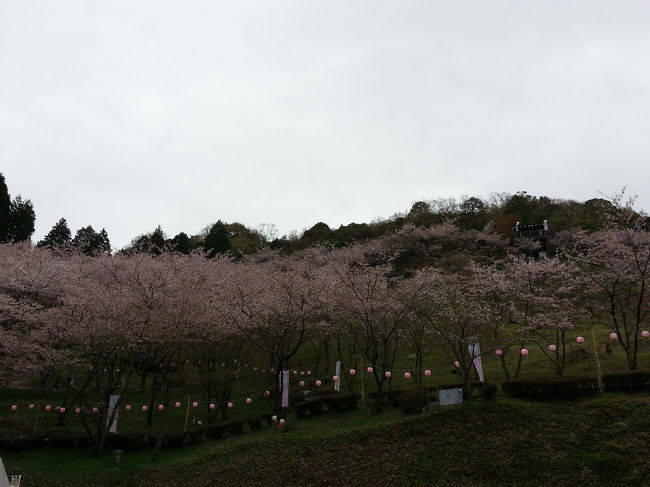 すっかりアップを忘れて、時期外れの報告ですが、桜の見頃にはとても良い場所なので、来年の参考にどうぞ。<br /><br />御嵩の城山欄丸の里へお花見に出掛けました。<br />雨降りばかりで、なんとか晴れそうと今日になりました。<br />どうやら最後の桜を曇天の下で楽しむことができました。