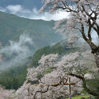 四国を代表するお花見＆撮影スポット 仁淀川町の「ひょうたん桜」