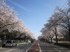 昨日の雪には驚きましたが、まだ桜は美しい姿を見せてくれました。