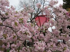 大阪の年中行事「桜の通り抜け」その１