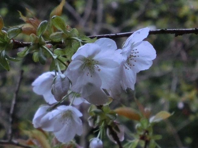 暖かい日と雨続きでアッと言う間に盛りを過ぎた東京の桜。それでもまだ何処かそれほど混雑巻き込まれる事無く（いつも此処が重要）ゆっくり桜を見たい。そう思い、２月の鋸山の時、「今度はお花見行こうね」って約束していた高校の後輩のJちゃんを誘って向かったのは高尾駅から程近い多摩森林科学園でした。<br />とは言え、電車賃の関係から、JちゃんはJR、PHOは京王で現地集合です。<br />何しろJR上野～高尾は９２０円もします。京王なら新宿から３３０円。上野～新宿に別途１９４円を払っても４００円近く安い計算になります。たかが４００円って言わないでくださいね。上手くすればランチ１日分です。それに、出さなくても良い余計な金を使ったと言う精神的な重みは４００円どころでは有りません。<br /><br />『多摩森林科学園のサクラ保存林は、我が国のサクラ栽培品種の最大コレクションであり、貴重な遺伝的資源です。<br />現在8ヘクタールの面積に江戸時代から伝わる栽培品種や国の天然記念物に指定されたサクラのクローンなど、全国各地からのサクラ約1500本程度が植えられています。同時に導入されていない品種の収集や、分類の見直し、保存方法、生理的反応などの研究も進めています。咲く時期は種類によっていろいろで、2月下旬から5月上旬にかけて順次見頃となります。』<br /><br />これが曲者でした。<br />最大のコレクション、だからと言って、全てが同時に咲き誇る訳ではないのです。寧ろ1種類ごとの本数が少ない為、満開でも迫力に欠けます。<br />う～ん、これなら新宿御苑あたりに行く方が良かったかもです。<br />非常に消化不良となってしまいましたが、これ以上お金をかけたくなかったので、地元駅周辺でお茶を濁して、今年の花見シーズンを終えました