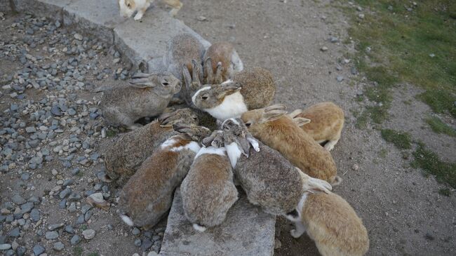 ウサギが沢山いる島、大久野島へ行きました。<br />青春18きっぷを使っての旅で九州まで行きます。<br /><br /><br />