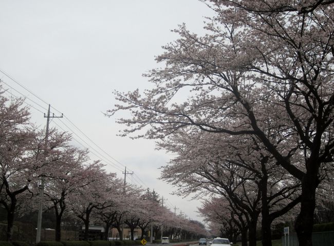 小雨の中に可憐に咲き誇る桜の美しさに癒されました。