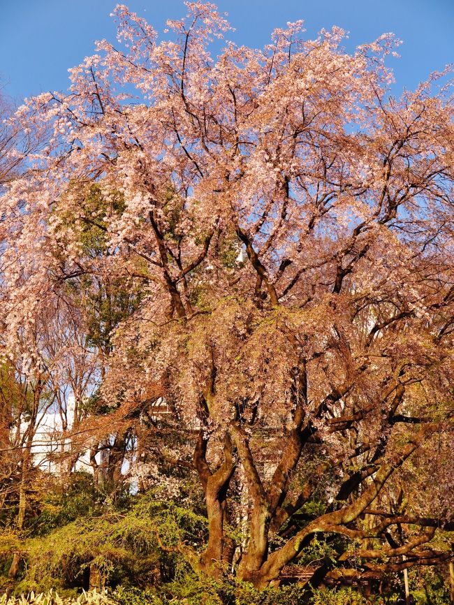 六義園（りくぎえん）は、東京都文京区本駒込六丁目にある都立庭園。<br />六義園は、徳川五代将軍・徳川綱吉の側用人・柳沢吉保が、自らの下屋敷として造営した大名庭園である。1695年（元禄8年）に加賀藩の旧下屋敷跡地を綱吉から拝領した柳沢は、約2万7千坪の平坦な土地に土を盛って丘を築き、千川上水を引いて池を掘り、7年の歳月をかけて起伏のある景観をもつ回遊式築山泉水庭園を現出させた。<br /><br />「六義園」の名称は、紀貫之が『古今和歌集』の序文に書いた「六義」（むくさ）という和歌の六つの基調を表す語に由来する。六義園は自らも和歌に造詣が深かった柳沢が、この「六義」を『古今和歌集』にある和歌が詠うままに庭園として再現しようとしたもので、その設計は柳沢本人によるものと伝えられている。<br /><br />明治の初年には三菱財閥の創業者・岩崎弥太郎が六義園を購入、維新後荒れたままになっていた庭園に整備が施され、このとき周囲が今日見る赤煉瓦の塀で囲まれた。その後は関東大震災による被害もほとんど受けず、1938年（昭和13年）には東京市に寄贈され、以後一般公開されるようになった（有料）。東京大空襲の被害を受けることもなく、造園時の面影を残したまま今日に生き延びた六義園は、1953年（昭和28年）に特別名勝に指定されている。<br /><br />六義園は躑躅の花が特に有名で、地元では「駒込と言えばツツジの花の咲く街」と謳われるような象徴的な存在となっている。また庭園入口近くにある枝垂桜も、3月末に枝いっぱいの薄紅色の花を咲かせる名木として有名で、この枝垂桜の最盛期と紅葉の最盛期にはライトアップもされる。芝生の整備も行き届いており、都内を代表する日本庭園として名高く、海外からの観光客も多い。 　（フリー百科事典『ウィキペディア（Wikipedia）』より引用）<br /><br />六義園については・・<br />http://www.tokyo-park.or.jp/park/format/index031.html<br />http://teien.tokyo-park.or.jp/contents/index031.html<br /><br />六義園「しだれ桜と大名庭園のライトアップ」<br />六義園(りくぎえん)では、春の風物詩として親しまれている『しだれ桜と大名庭園のライトアップ』を開催します。<br />当園のシンボルともいえるしだれ桜は、高さ約15m､幅は約20mに及びます。春の陽光に照り映える昼の姿と、夜空に浮かび上がる姿、どちらも見ごたえ十分です。<br />（https://www.tokyo-park.or.jp/event/2014/11/post-398.html　より引用）<br /><br />2009年03月27日<br />特別名勝*六義園の名所巡り　☆シダレザクラの咲くころに 50枚 <br />http://4travel.jp/travelogue/10322579<br />六義園の夜桜*ライトアップ！！　☆流麗な枝垂れ桜は満開に 71枚 <br />http://4travel.jp/travelogue/10322600<br /><br />2013年03月23日<br />六義園a 大名庭園の面影を残す築山泉水　☆夕日のころ入園し 64枚<br />http://4travel.jp/travelogue/10764678<br />六義園b しだれ桜のライトアップ最高潮！　☆開催翌日にはや散り始め 72枚 <br />http://4travel.jp/travelogue/10764681