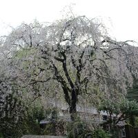 市川家の枝垂れ桜