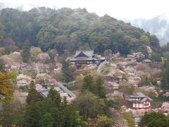 雨の桜めぐり　長谷寺・大野寺へ