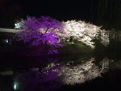 特典航空券を利用して周遊してきました。　福岡初一人旅・桜満喫　編