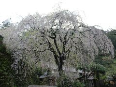 市川家の枝垂れ桜