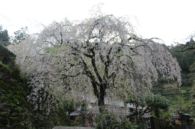 仁淀川町の枝垂れ桜巡りまずは市川家の枝垂れ桜<br /><br />代々関所番だった市川家では樹齢300年の美しい先代のしだれ桜があり、その子が現在の中越家の桜で、現在市川家にある樹齢50年の桜は、中越家の桜の子、つまり、つまり先代桜の孫に当たります。 