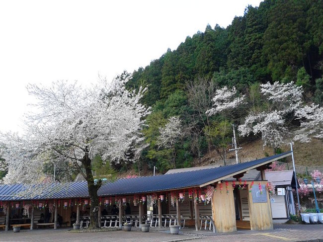 何を思ったか、一年で一番賑わう桜の季節に【樽見鉄道】に乗る